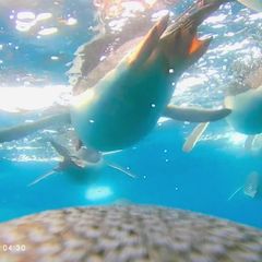 Jagdzug aus der Vogelperspektive: Pinguine werden beim Tauchen bis zu 36 km/h schnell