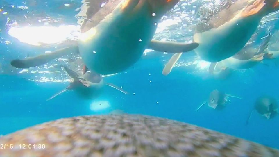 Jagdzug aus der Vogelperspektive: Pinguine werden beim Tauchen bis zu 36 km/h schnell