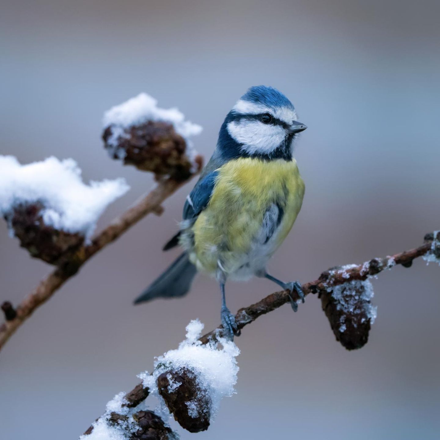 Meise auf Ast im Winter