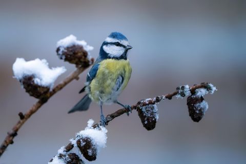 Meise auf Ast im Winter