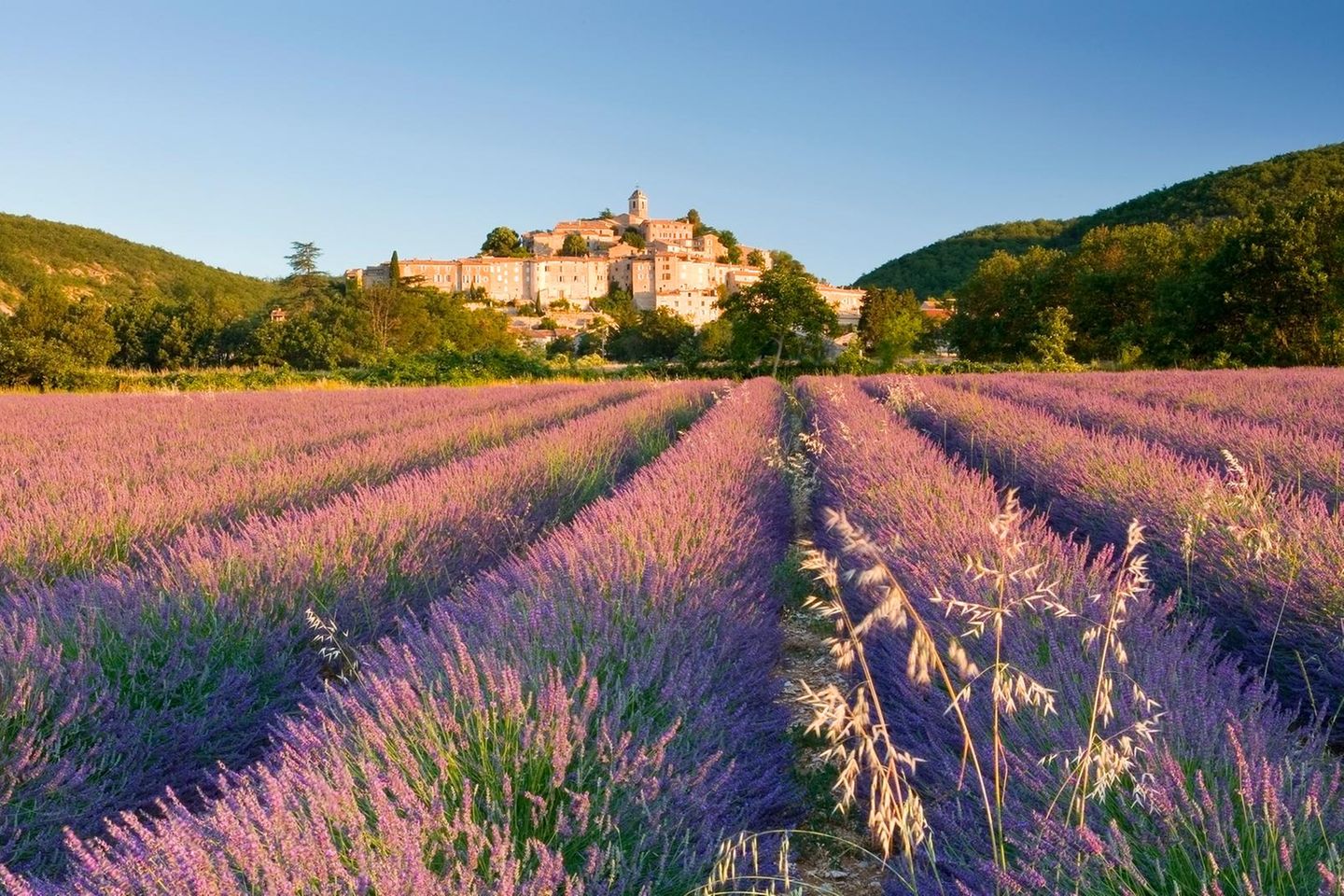 Lavendelfelder bei Banon