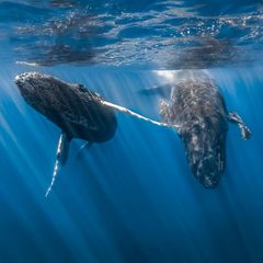 Zwei Buckelwale schwimmen nebeneinander