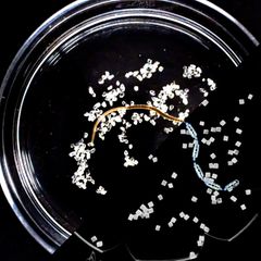 Faszinierende Beobachtung: Aufräumen kann so simpel sein – wenn man sich an Würmern orientiert