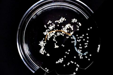 Faszinierende Beobachtung: Aufräumen kann so simpel sein – wenn man sich an Würmern orientiert