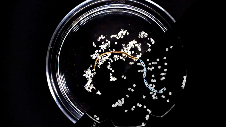 Faszinierende Beobachtung: Aufräumen kann so simpel sein – wenn man sich an Würmern orientiert