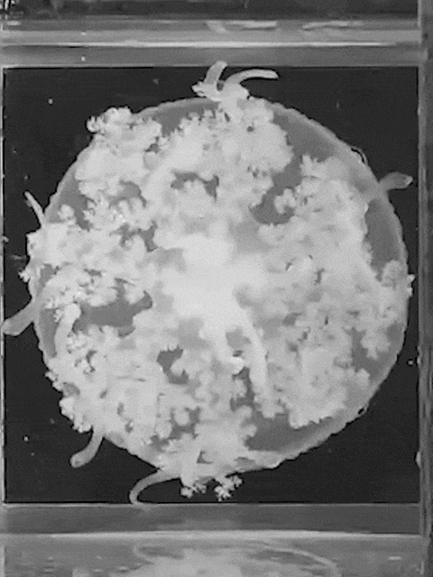 Im Puls des Schlafs: Forschende beobachteten Quallen während ihrer Schlafphasen. Und entdeckten erstaunliche Ähnlichkeiten zu denen des Menschen