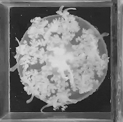 Im Puls des Schlafs: Forschende beobachteten Quallen während ihrer Schlafphasen. Und entdeckten erstaunliche Ähnlichkeiten zu denen des Menschen