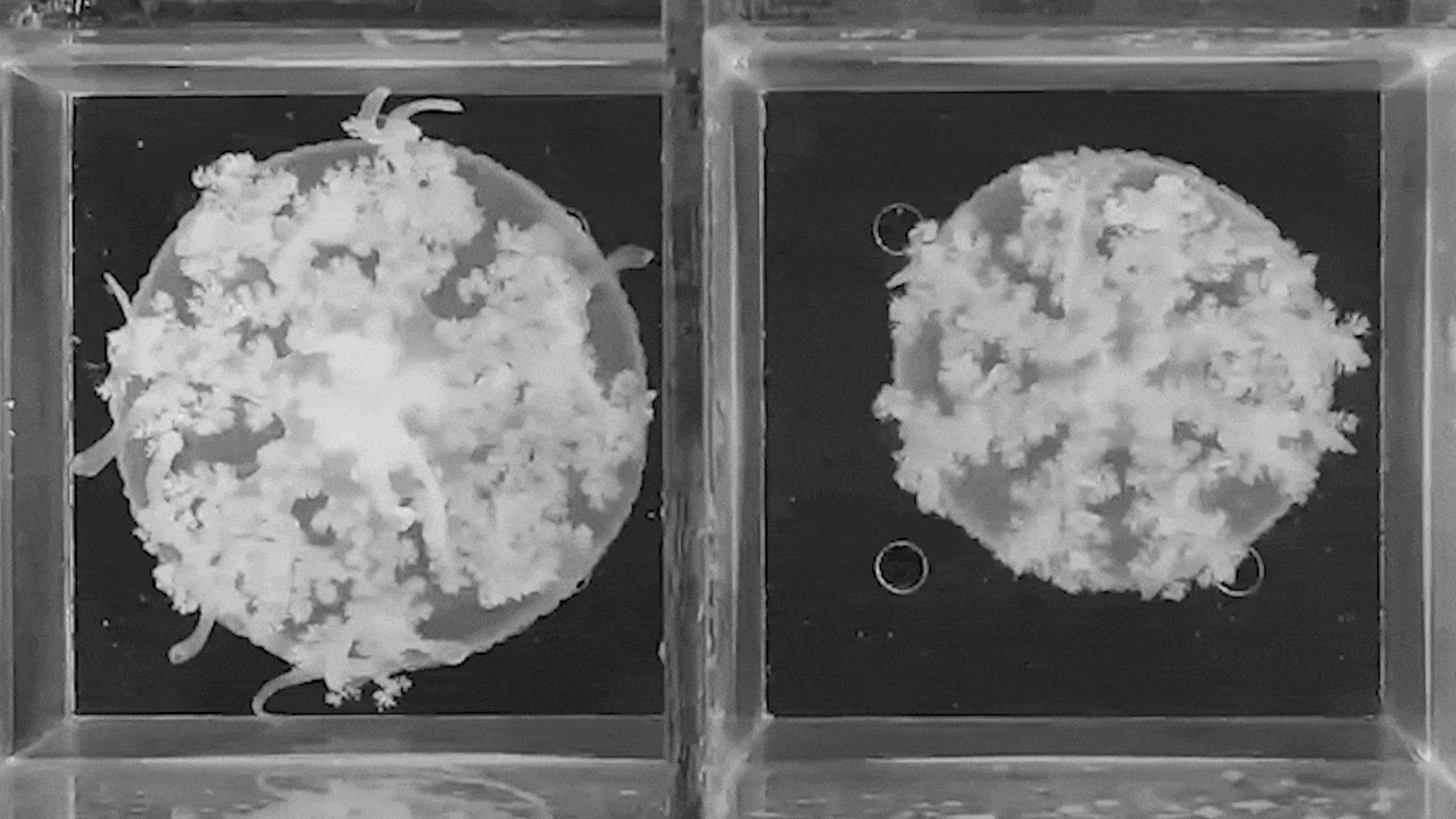 Im Puls des Schlafs: Forschende beobachteten Quallen während ihrer Schlafphasen. Und entdeckten erstaunliche Ähnlichkeiten zu denen des Menschen