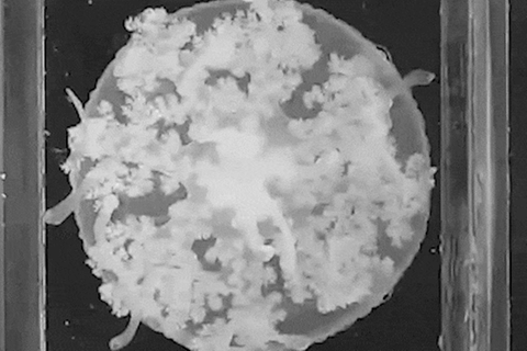 Im Puls des Schlafs: Forschende beobachteten Quallen während ihrer Schlafphasen. Und entdeckten erstaunliche Ähnlichkeiten zu denen des Menschen