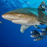 Insbesondere für Haie und Rochen war die Artenschutzkonferenz CITES Anfang Dezember ein Erfolg. Insgesamt 45 Arten der Knorpelfische werden laut WWF nun besser vor Übernutzung geschützt. Erlaubt ist internationaler Handel mit ihnen in Zukunft nur noch, wenn die Bestände nicht gefährdet werden. Der internationale Handel mit Weißspitzen-Hochseehai (unser Bild, Carcharhinus longimanus), mit Walhaien sowie neun Arten von Manta- und Teufelsrochen wurde sogar ganz verboten – eine Premiere bei den Haiarten. Auch 18 Arten der bedrohten Geigenrochen dürfen bis auf Weiteres nicht mehr gehandelt werden: Ihre Ausfuhrquoten wurden auf null gesetzt.