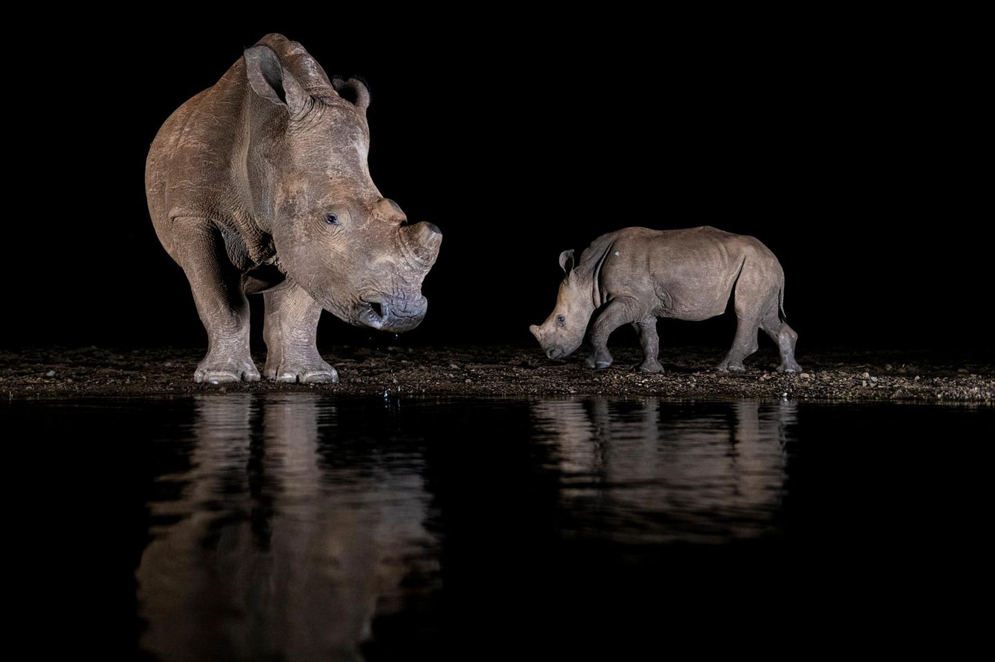 Kritisch bleibt auch die Situation der Nashörner Afrikas. In einer 2025 veröffentlichten Erhebung wurden rund 22.540 Nashörner gezählt. Darunter waren 6788 Spitzmaulnashörner (Diceros bicornis), die auf der Roten Liste der IUCN als vom Aussterben bedroht eingestuft sind, und 15.752 Breitmaulnashörner (Ceratotherium simum), die als potenziell gefährdet gelten. Zwar stieg die Zahl der Spitzmaulnashörner damit um rund fünf Prozent, doch die Zahl der Breitmaulnashörner ging im gleichen Zeitraum um elf Prozent zurück.