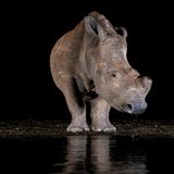 Kritisch bleibt auch die Situation der Nashörner Afrikas. In einer 2025 veröffentlichten Erhebung wurden rund 22.540 Nashörner gezählt. Darunter waren 6788 Spitzmaulnashörner (Diceros bicornis), die auf der Roten Liste der IUCN als vom Aussterben bedroht eingestuft sind, und 15.752 Breitmaulnashörner (Ceratotherium simum), die als potenziell gefährdet gelten. Zwar stieg die Zahl der Spitzmaulnashörner damit um rund fünf Prozent, doch die Zahl der Breitmaulnashörner ging im gleichen Zeitraum um elf Prozent zurück.