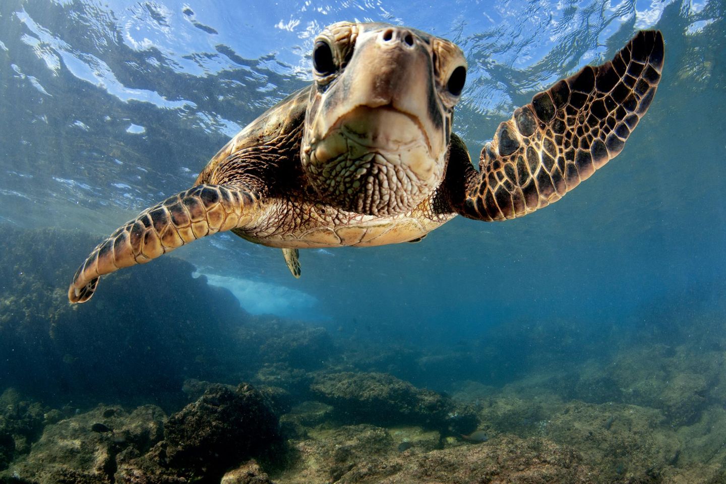 Gute Nachrichten gab es auch für die Grünen Meeresschildkröten (Chelonia mydas). Aufgrund jahrzehntelanger Schutzbemühungen wurde die Art 2025 in der Roten Liste von stark gefährdet auf nicht gefährdet herabgestuft – eine Verbesserung um drei Kategorien. Der Bestand sei seit den 1970er-Jahren um 28 Prozent gestiegen. Das ist das Ergebnis wirksamer Maßnahmen wie dem Schutz von Niststränden, Gemeindeprojekten gegen die übermäßige Entnahme von Schildkröten und ihren Eiern als Nahrung, dem Einsatz von "Turtle Excluder Devices" in Fischereinetzen und dem Stopp des internationalen Handels.