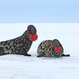 Gleich drei arktische Robbenarten wurden im Oktober in der Internationalen Roten Liste der bedrohten Arten hochgestuft. Besonders kritisch ist die Lage der Klappmütze (Cystophora cristata), die von "gefährdet" auf "stark gefährdet" gesetzt wurde. Bei Bart- (Erignathus barbatus) und Sattelrobbe (Pagophilus groenlandicus) sehen Forschende deutliche Warnsignale. Beide Arten, bislang als nicht gefährdet eingestuft, gelten neuerdings als gering gefährdet. Hauptursache ist der durch die globale Erderhitzung verursachte Verlust des Meereises als Lebensraum. Zusätzlich wird die Arktis durch das schwindende Eis immer mehr für Menschen zugänglich, was Gefahren für die Meeressäuger weiter verstärkt.