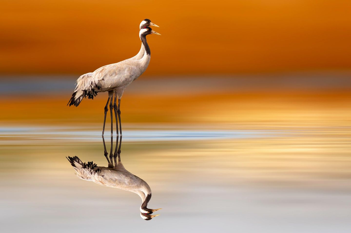 Für Tausende Kraniche (Grus grus) wurde in diesem Herbst und Winter die Reise in den Süden zu ihrer letzten. Sie verendeten an der Geflügelpest. Nach Angaben des WWF starben allein im Linumer Teichgebiet nordwestlich von Berlin mehr als 1000 Tiere. Die hochansteckende Erkrankung ist laut WWF längst kein rein veterinärmedizinisches Thema mehr, sondern zeige, wie eng Umweltveränderungen, Tiergesundheit und menschliche Aktivitäten zusammenhängen. Das Virus entstand im Winter 2005/06 in der Massentierhaltung in China und gelangte in die Umwelt. Um sich dann – vermutlich mit Tiertransporten und -produkten – weiter nach Westen auszubreiten.