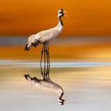 Für Tausende Kraniche (Grus grus) wurde in diesem Herbst und Winter die Reise in den Süden zu ihrer letzten. Sie verendeten an der Geflügelpest. Nach Angaben des WWF starben allein im Linumer Teichgebiet nordwestlich von Berlin mehr als 1000 Tiere. Die hochansteckende Erkrankung ist laut WWF längst kein rein veterinärmedizinisches Thema mehr, sondern zeige, wie eng Umweltveränderungen, Tiergesundheit und menschliche Aktivitäten zusammenhängen. Das Virus entstand im Winter 2005/06 in der Massentierhaltung in China und gelangte in die Umwelt. Um sich dann – vermutlich mit Tiertransporten und -produkten – weiter nach Westen auszubreiten.