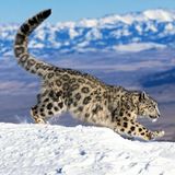 Zu den Gewinnern in diesem Jahr zählt der WWF außerdem Schneeleoparden (Panthera uncia) in Nepal. Nur rund 400 Tiere leben verstreut in den Bergen. Das ist das Ergebnis der ersten nationalen Schätzung im Auftrag der nepalesischen Regierung. Die im April 2025 veröffentlichte Untersuchung liefert wichtige Erkenntnisse über die Bestände der gefährdeten Art, ihre Verbreitung und den Zustand ihrer Lebensräume im gesamten Himalaja-Staat. Nach Bhutan, der Mongolei und Russland hat damit nun auch Nepal die international anerkannten Standards zur Erfassung der landesweiten Population angewendet, um ein klares Bild der Lage zu gewinnen. Für den WWF ist das ein zentraler Schritt auf dem Weg zum Schutz der Schneeleoparden. Denn nur wer weiß, wie viele Tiere es gibt und wo sie leben, kann sie gezielt schützen.