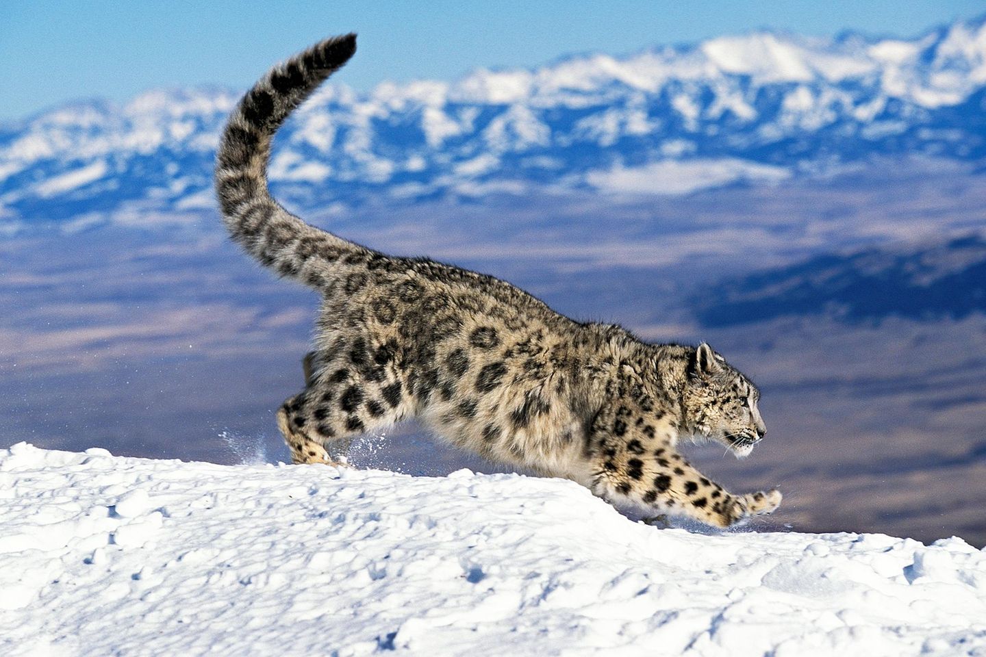 Zu den Gewinnern in diesem Jahr zählt der WWF außerdem Schneeleoparden (Panthera uncia) in Nepal. Nur rund 400 Tiere leben verstreut in den Bergen. Das ist das Ergebnis der ersten nationalen Schätzung im Auftrag der nepalesischen Regierung. Die im April 2025 veröffentlichte Untersuchung liefert wichtige Erkenntnisse über die Bestände der gefährdeten Art, ihre Verbreitung und den Zustand ihrer Lebensräume im gesamten Himalaja-Staat. Nach Bhutan, der Mongolei und Russland hat damit nun auch Nepal die international anerkannten Standards zur Erfassung der landesweiten Population angewendet, um ein klares Bild der Lage zu gewinnen. Für den WWF ist das ein zentraler Schritt auf dem Weg zum Schutz der Schneeleoparden. Denn nur wer weiß, wie viele Tiere es gibt und wo sie leben, kann sie gezielt schützen.