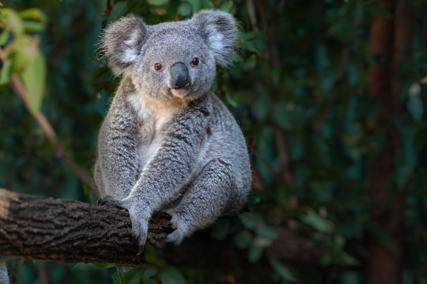 Die Einrichtung eines neuen Schutzgebiets für Koalas (Phascolarctos cinereus) im australischen Bundesstaat New South Wales könnte nach Einschätzung des WWF den dramatischen Rückgang der Koala-Population an der Ostküste umkehren. Rund 176.000 Hektar Staatsforste werden hier mit bestehenden Nationalparks verbunden. Allein in New South Wales ist der Koala-Bestand in den zwei Jahrzehnten zwischen 2000 und 2020 um mehr als die Hälfte eingebrochen – durch Abholzung, Dürre, Krankheiten und Buschbrände.   