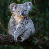 Die Einrichtung eines neuen Schutzgebiets für Koalas (Phascolarctos cinereus) im australischen Bundesstaat New South Wales könnte nach Einschätzung des WWF den dramatischen Rückgang der Koala-Population an der Ostküste umkehren. Rund 176.000 Hektar Staatsforste werden hier mit bestehenden Nationalparks verbunden. Allein in New South Wales ist der Koala-Bestand in den zwei Jahrzehnten zwischen 2000 und 2020 um mehr als die Hälfte eingebrochen – durch Abholzung, Dürre, Krankheiten und Buschbrände.   