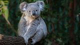 Die Einrichtung eines neuen Schutzgebiets für Koalas (Phascolarctos cinereus) im australischen Bundesstaat New South Wales könnte nach Einschätzung des WWF den dramatischen Rückgang der Koala-Population an der Ostküste umkehren. Rund 176.000 Hektar Staatsforste werden hier mit bestehenden Nationalparks verbunden. Allein in New South Wales ist der Koala-Bestand in den zwei Jahrzehnten zwischen 2000 und 2020 um mehr als die Hälfte eingebrochen – durch Abholzung, Dürre, Krankheiten und Buschbrände.   