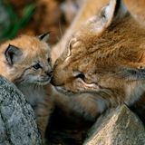 "Erfolgreiche Projekte, wie die Rückkehr des Luchses oder der Maral-Hirsche, sind Leuchttürme im Kampf gegen das Artensterben, an denen wir uns orientieren müssen", sagt Kathrin Samson, Vorständin Naturschutz beim WWF Deutschland. "Diese Beispiele zeigen: Veränderung ist möglich." Im Thüringer Wald sowie im Schwarzwald wurden in diesem Jahr Luchse (Lynx lynx) ausgewildert. Doch nicht nur durch gezielte Auswilderungen wachse die Population. Laut WWF nahm im Süden Thüringens eine Wildtierkamera eine Luchsin mit zwei Jungtieren auf.