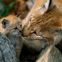 "Erfolgreiche Projekte, wie die Rückkehr des Luchses oder der Maral-Hirsche, sind Leuchttürme im Kampf gegen das Artensterben, an denen wir uns orientieren müssen", sagt Kathrin Samson, Vorständin Naturschutz beim WWF Deutschland. "Diese Beispiele zeigen: Veränderung ist möglich." Im Thüringer Wald sowie im Schwarzwald wurden in diesem Jahr Luchse (Lynx lynx) ausgewildert. Doch nicht nur durch gezielte Auswilderungen wachse die Population. Laut WWF nahm im Süden Thüringens eine Wildtierkamera eine Luchsin mit zwei Jungtieren auf.