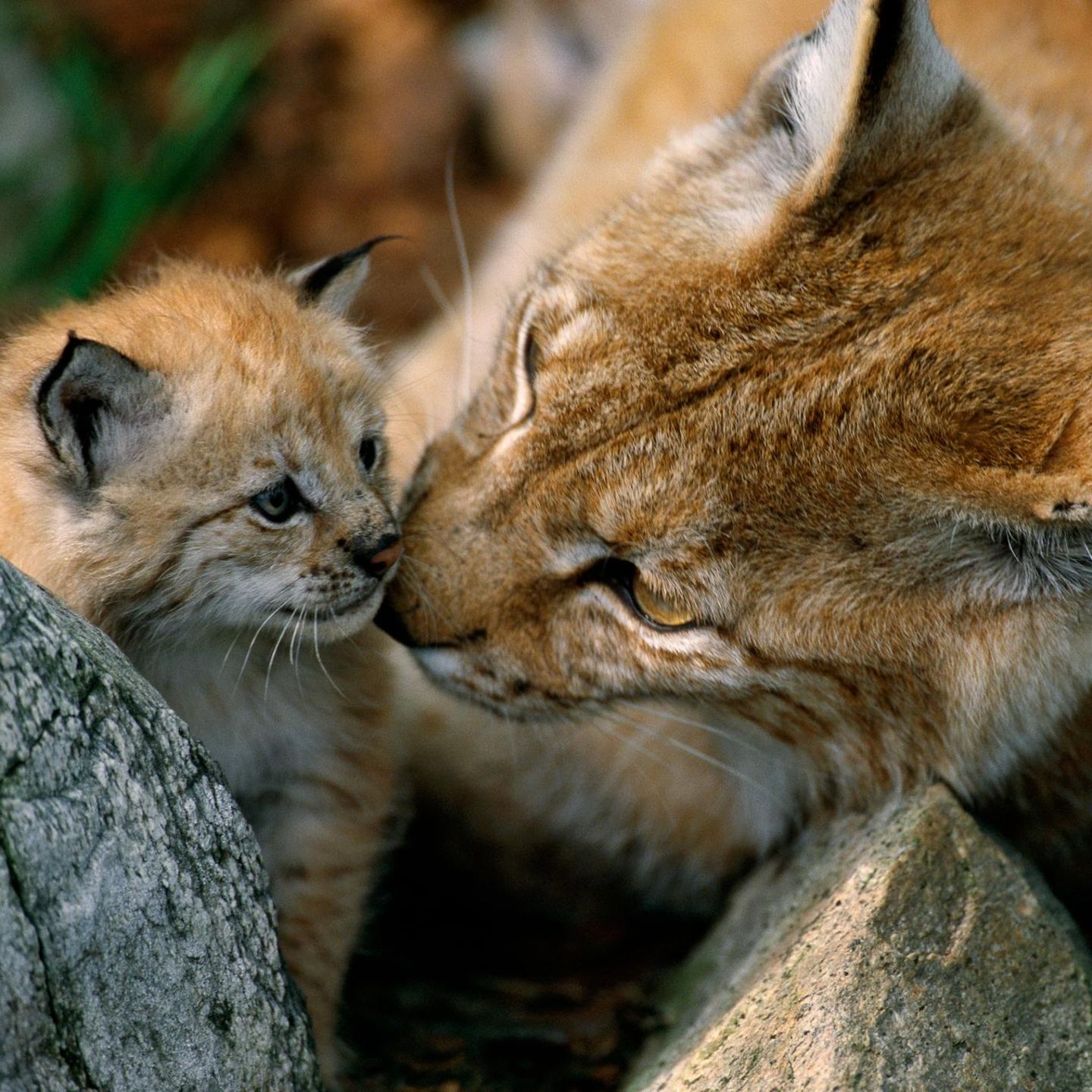 "Erfolgreiche Projekte, wie die Rückkehr des Luchses oder der Maral-Hirsche, sind Leuchttürme im Kampf gegen das Artensterben, an denen wir uns orientieren müssen", sagt Kathrin Samson, Vorständin Naturschutz beim WWF Deutschland. "Diese Beispiele zeigen: Veränderung ist möglich." Im Thüringer Wald sowie im Schwarzwald wurden in diesem Jahr Luchse (Lynx lynx) ausgewildert. Doch nicht nur durch gezielte Auswilderungen wachse die Population. Laut WWF nahm im Süden Thüringens eine Wildtierkamera eine Luchsin mit zwei Jungtieren auf.
