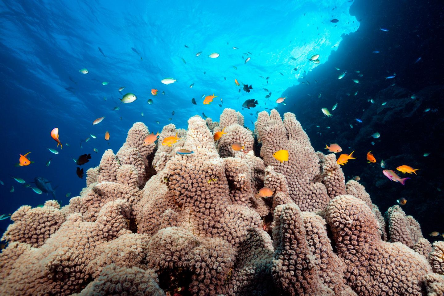 Bereits vergangenes Jahr gehörten tropische Korallenriffe zu den WWF-Verlierern. "Der Flächenbrand unter dem Meeresspiegel setzte sich fort", heißt es nun von der Umweltorganisation. Viele solche Riffe seien womöglich dauerhaft verloren, wenn die Weltgemeinschaft nicht schnell etwas gegen die steigenden Temperaturen tue. Nachdem 2023 in der Karibik umfassende Korallenbleichen beobachtet wurden, kam es 2024 auch am berühmten Great Barrier Reef in Australien zu einer der bis dahin stärksten Massenbleichen. 2025 nahm dann die vierte globale Massenbleiche an der Westküste Australiens noch nie da gewesene Ausmaße an. Neueren Forschungen zufolge könnte der Kipppunkt für das Überleben der Warmwasserkorallen bei 1,2 Grad Celsius Temperaturerhöhung liegen – und damit bereits überschritten sein.   