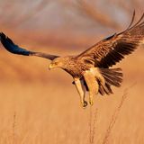 Die aktualisierte Rote Liste der bedrohten Arten zeigt bei Vögeln einen besonders besorgniserregenden Trend: Der Bestand von 61 Prozent der Vogelarten weltweit nimmt ab – deutlich mehr als bei der letzten umfassenden Bewertung. Darunter Arten wie der auch in Europa vorkommende Kaiseradler (Aquila heliaca), der Nymphenpitta (Pitta nympha) in Asien, das Rußköpfchen (Agapornis nigrigenis) in Afrika, bis hin zum vom Aussterben bedrohten Schwarzflügel-Trompetervogel (Psophia obscura) in Brasilien. Schuld daran ist vor allem die Zerstörung von Lebensräumen durch die Ausweitung und Intensivierung der Landwirtschaft sowie Abholzung.