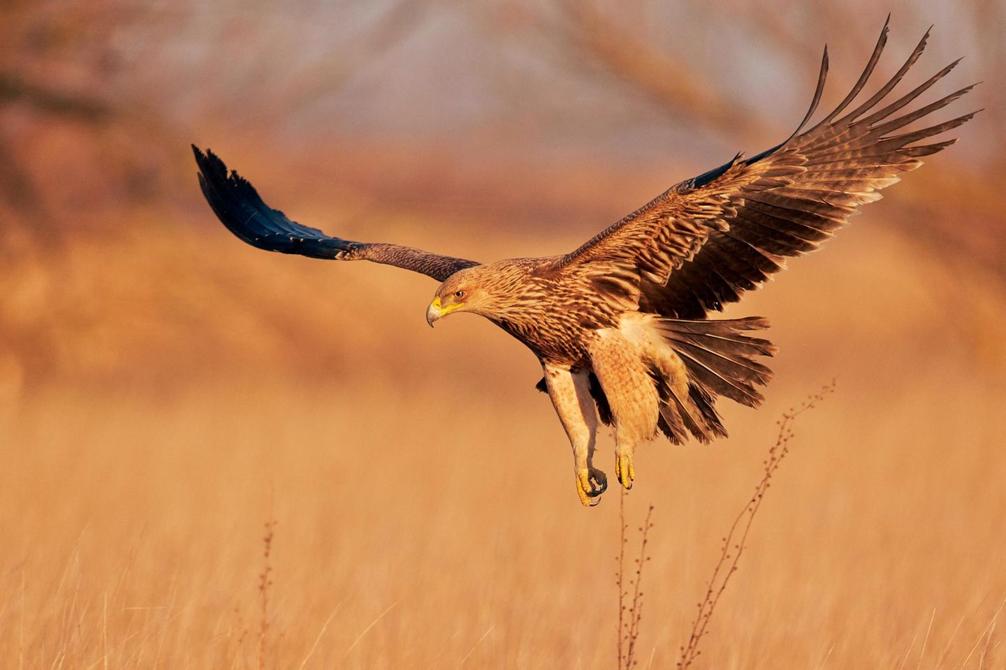 Die aktualisierte Rote Liste der bedrohten Arten zeigt bei Vögeln einen besonders besorgniserregenden Trend: Der Bestand von 61 Prozent der Vogelarten weltweit nimmt ab – deutlich mehr als bei der letzten umfassenden Bewertung. Darunter Arten wie der auch in Europa vorkommende Kaiseradler (Aquila heliaca), der Nymphenpitta (Pitta nympha) in Asien, das Rußköpfchen (Agapornis nigrigenis) in Afrika, bis hin zum vom Aussterben bedrohten Schwarzflügel-Trompetervogel (Psophia obscura) in Brasilien. Schuld daran ist vor allem die Zerstörung von Lebensräumen durch die Ausweitung und Intensivierung der Landwirtschaft sowie Abholzung.
