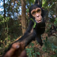 Mit drei Jahren ist dieser Schimpanse genau im richtigen Alter, um ohne Rücksicht auf Verluste durchs Blätterdach zu toben