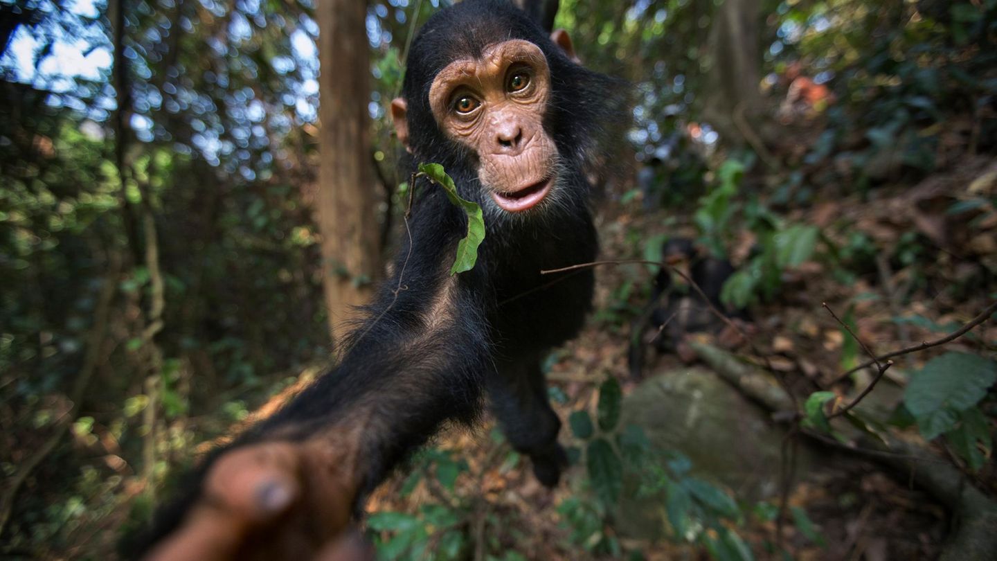 verhaltensforschung-von-wegen-wilde-jugend-die-kleinsten-schimpansen-gehen-die-gr-ten-risiken-ein