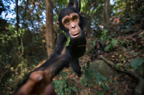 Mit drei Jahren ist dieser Schimpanse genau im richtigen Alter, um ohne Rücksicht auf Verluste durchs Blätterdach zu toben