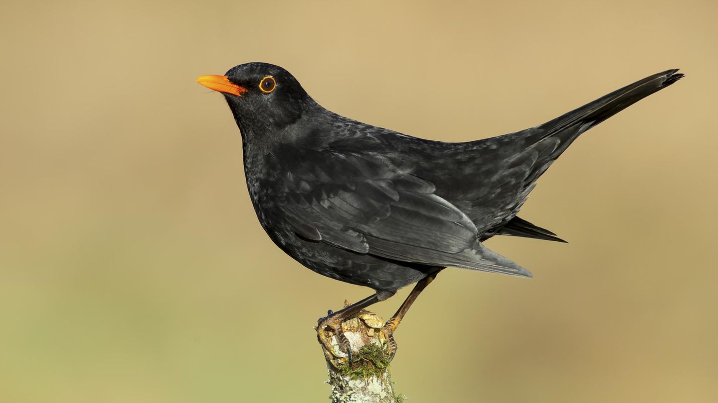 Tierwelt-Amsel-Spatz-und-Meise-Vom-langsamen-Verschwinden-der-V-gel