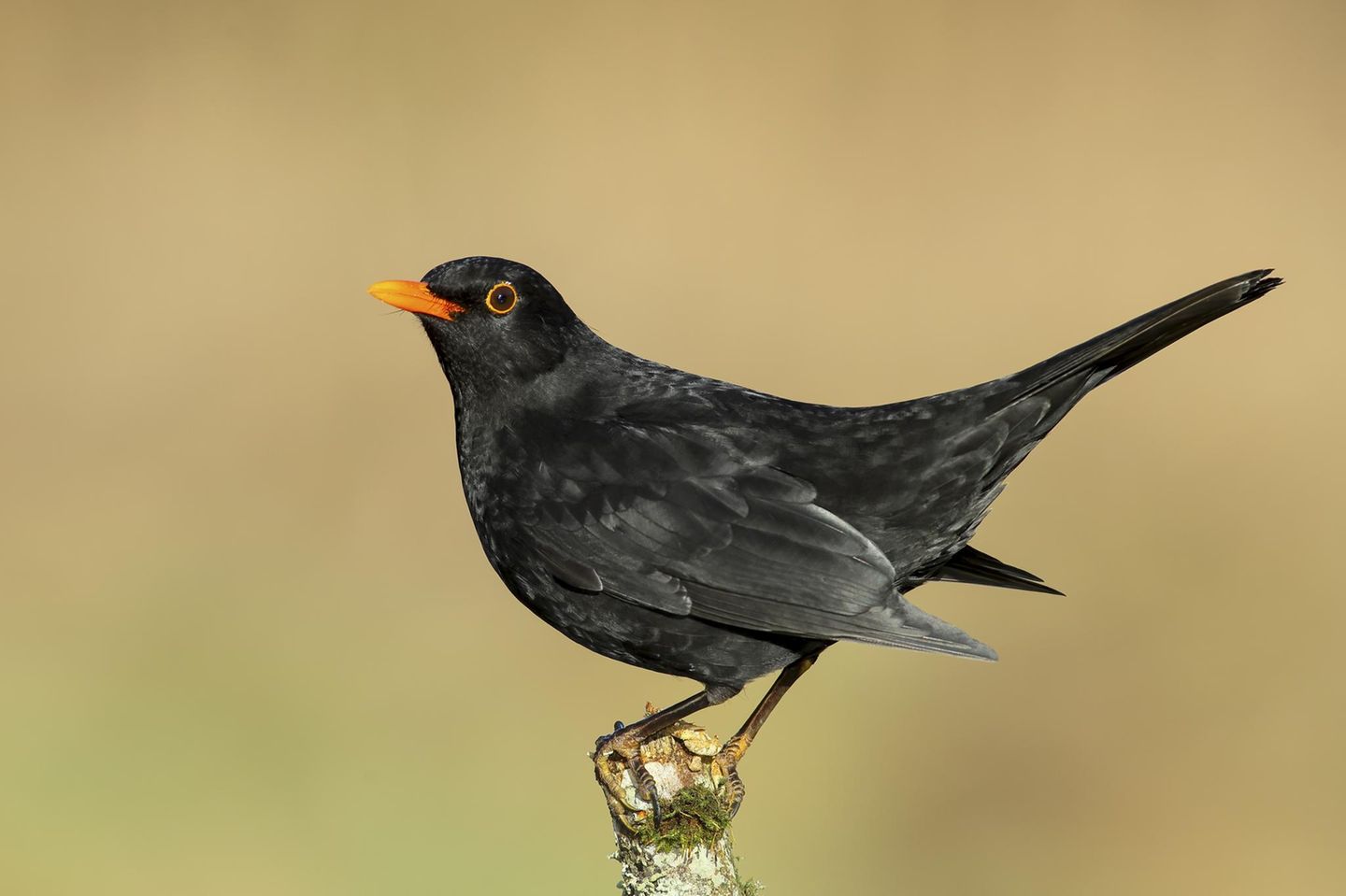 Eine männliche Amsel steht auf einem Ast