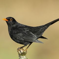Eine männliche Amsel steht auf einem Ast