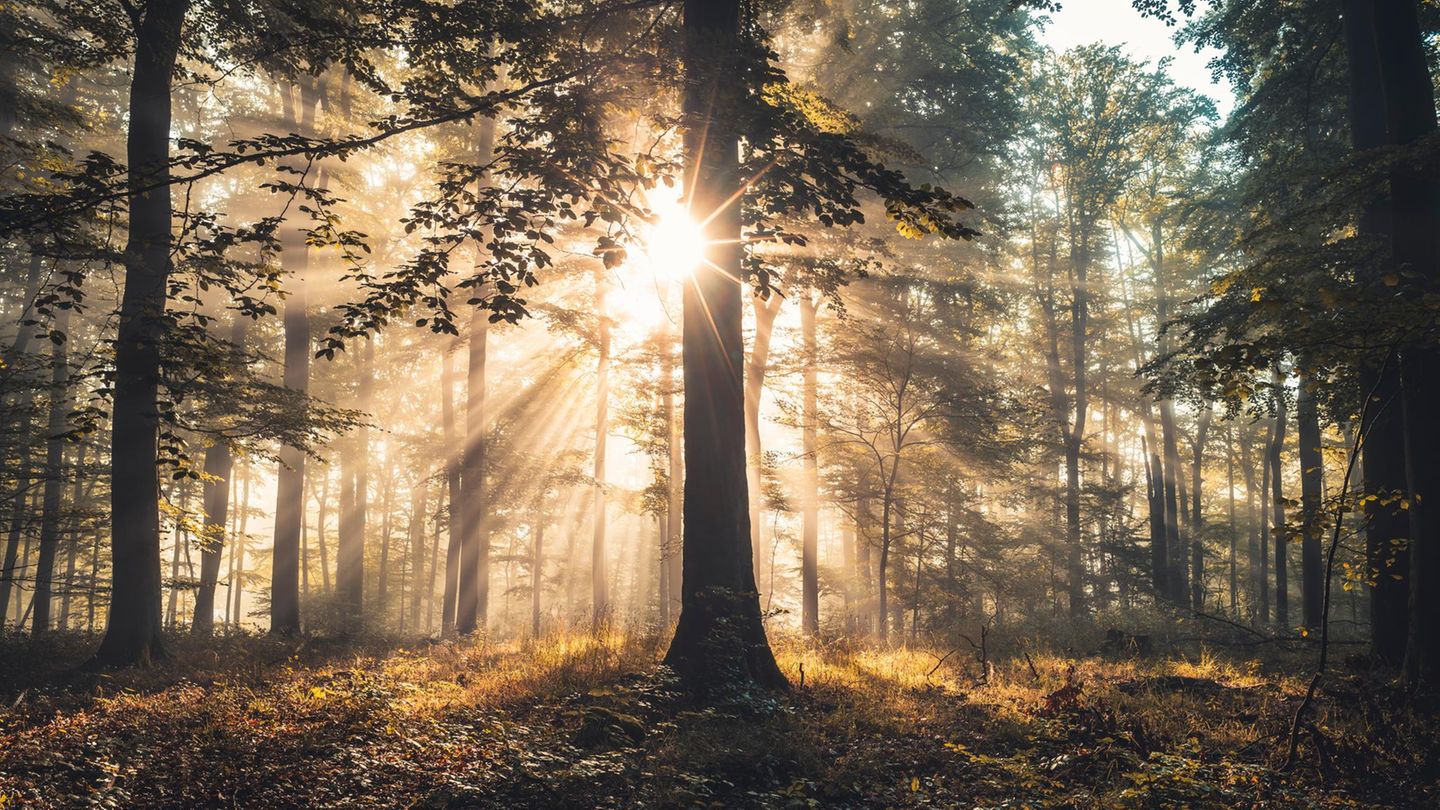 Der aktuellen schweizerischen Studie zufolge leiden neben Weißtannen und Fichten besonders Buchen unter dem Trockenstress