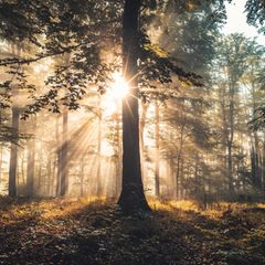 Der aktuellen schweizerischen Studie zufolge leiden neben Weißtannen und Fichten besonders Buchen unter dem Trockenstress