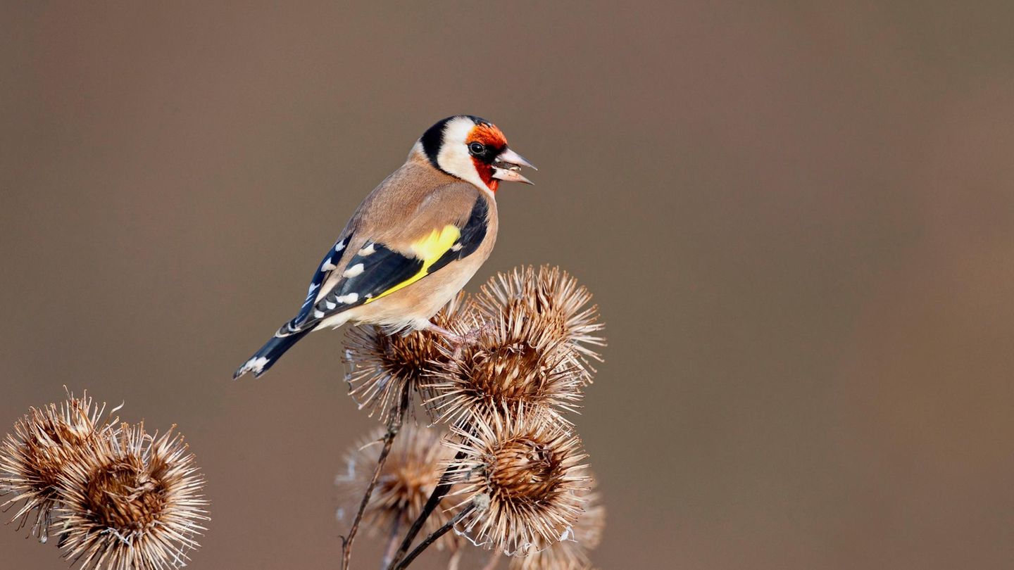 Tipps-f-r-Vogelfreunde-Die-h-ufigsten-Fehler-beim-F-ttern-von-V-geln-und-wie-man-sie-vermeidet