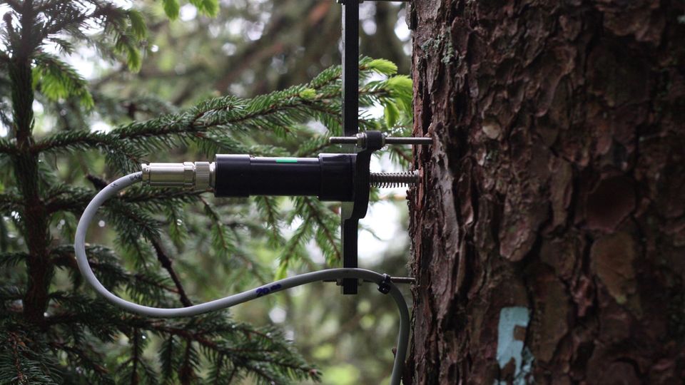 Fest am Stamm montierte Punktdendrometer messen kontinuierlich und im Mikrometerbereich den tatsächlichen Holzzuwachs des Baums