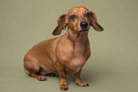 Dackel guckt in die Kamera