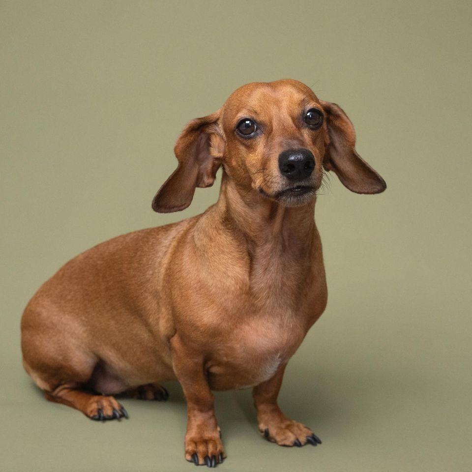 Dackel guckt in die Kamera