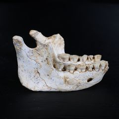 773.000 Jahre alter Unterkiefer aus dem Thomas-Steinbruch in Marokko