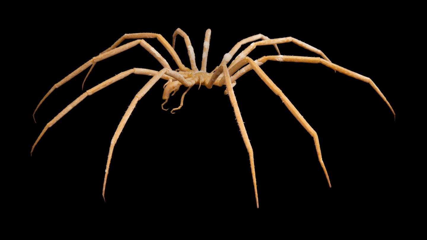 Antarktishe Seespinne