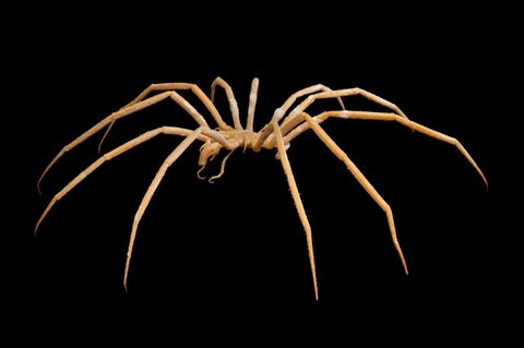 Antarktishe Seespinne