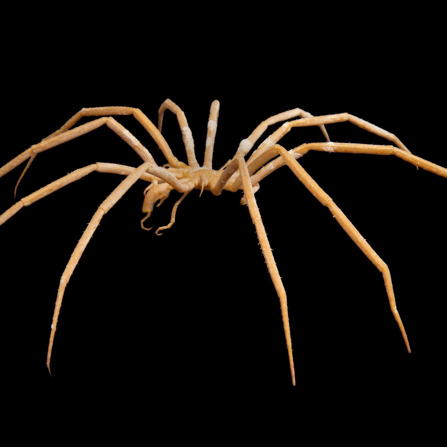 Antarktishe Seespinne