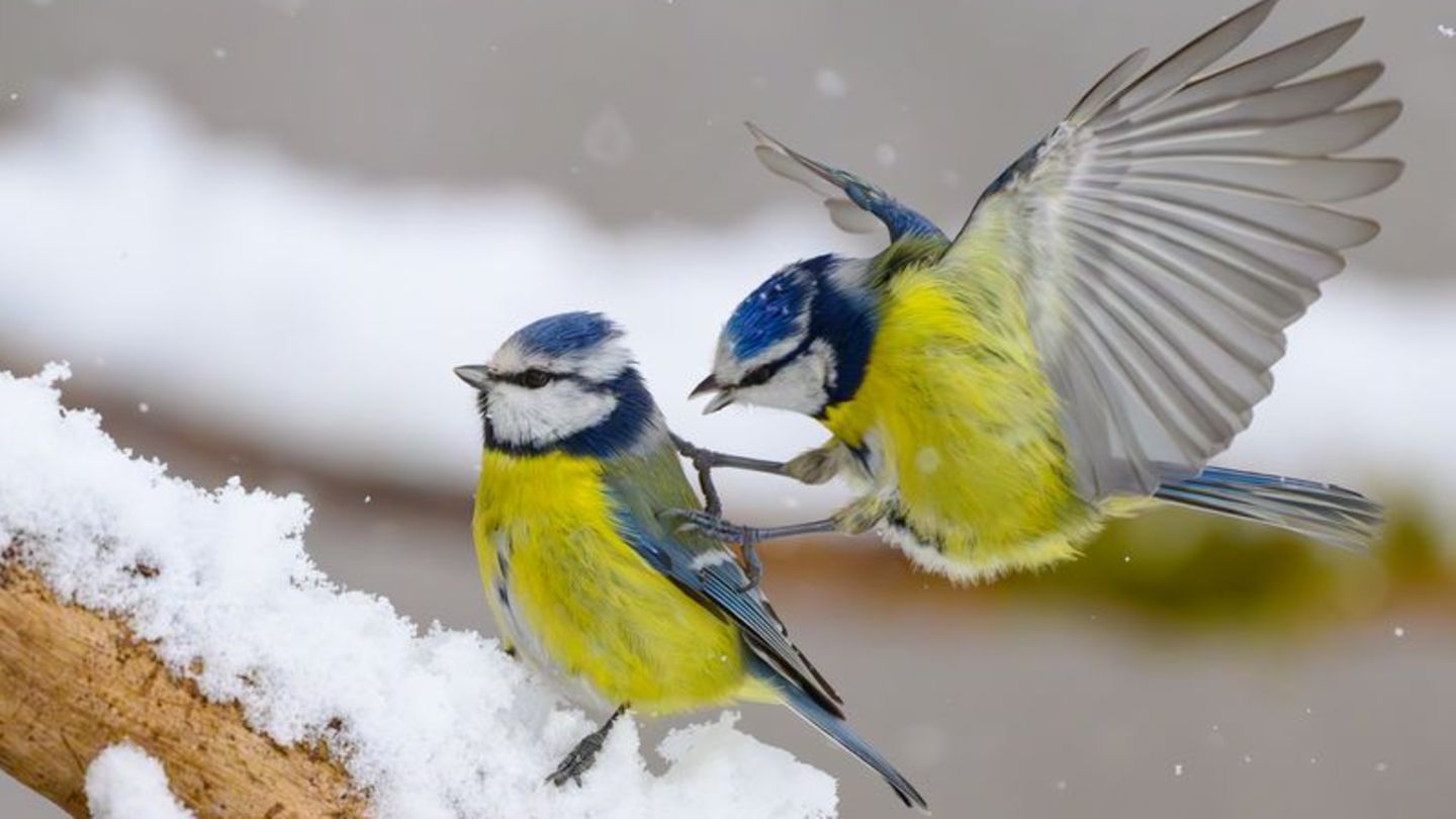 Mitmachaktion-Bev-lkerung-soll-Winterv-gel-melden