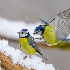 Gerade wenn es kalt ist, kann an den Futterstellen viel los sein. (Symbolbild) Foto: Patrick Pleul/dpa
