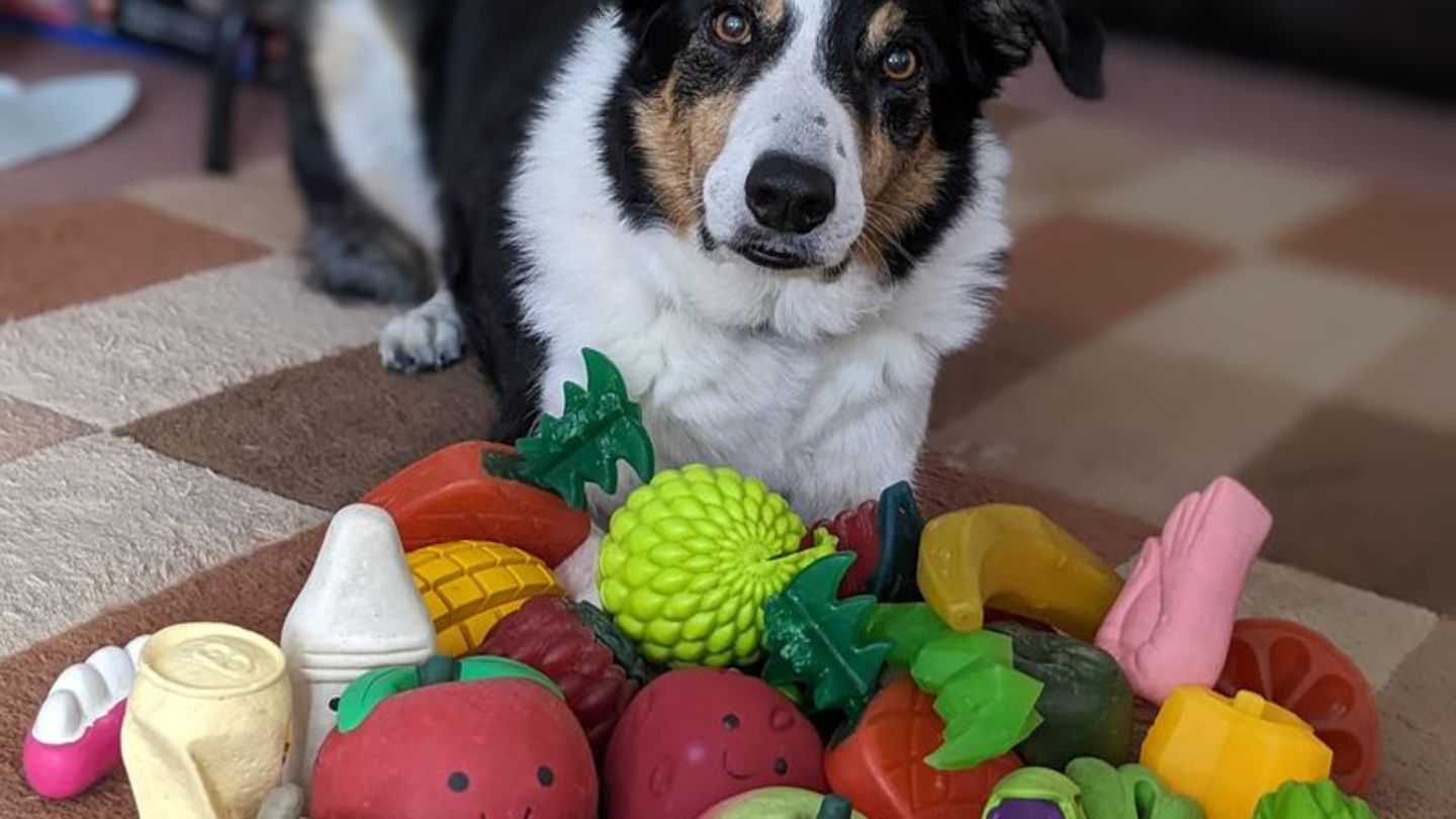 Haustiere-Gespitzte-Ohren-Hunde-k-nnen-Spielzeugnamen-erlauschen